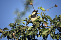 Passer domesticus