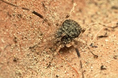 Lacinius horridus