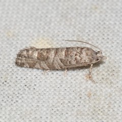 Retinia gemistrigulana