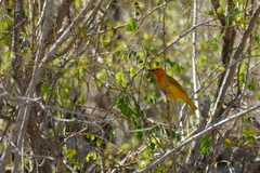 Ploceus bojeri