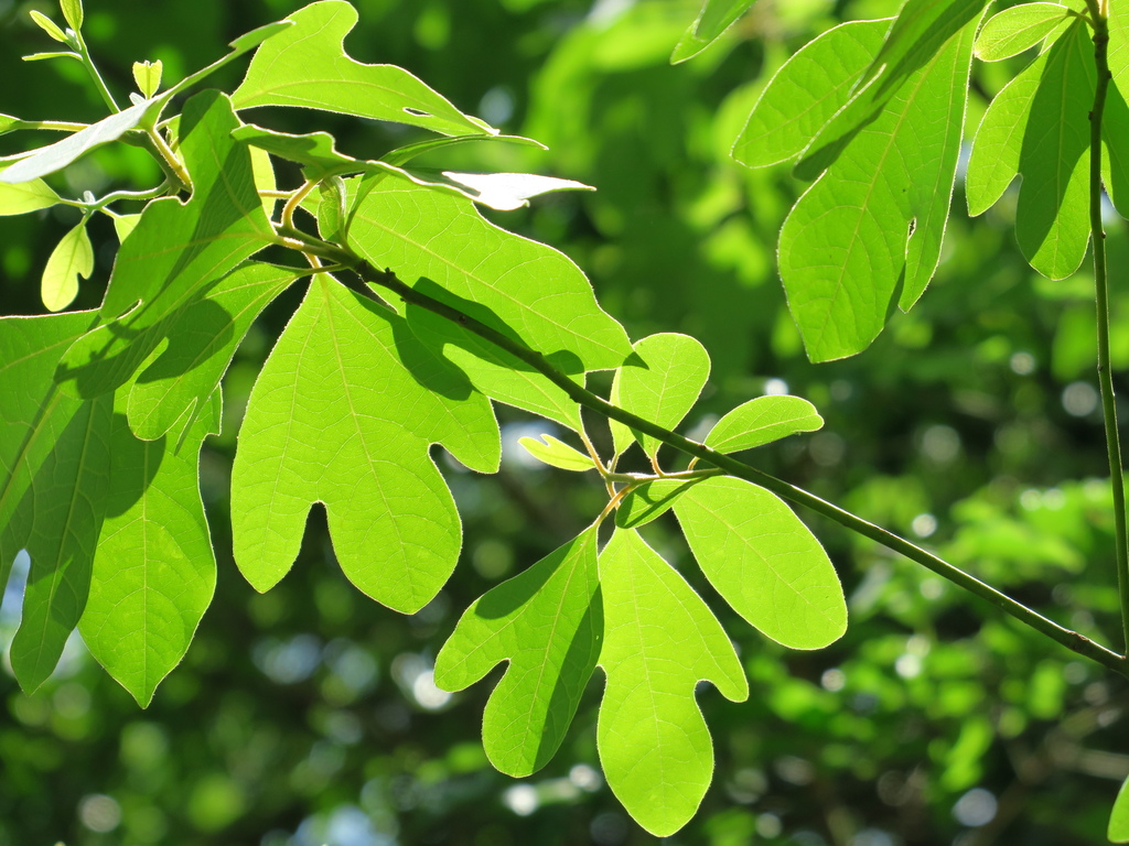 sassafras from Mandolin Village, TX 77070, USA on April 30, 2022 at 02