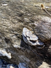 Trametes versicolor image