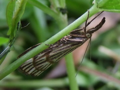 Chrysocrambus linetella