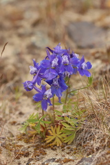 Delphinium glareosum
