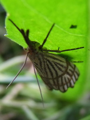 Chrysocrambus linetella