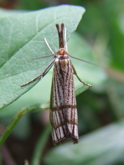 Chrysocrambus linetella