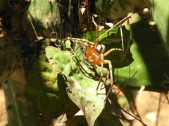 Curicaberis culiacan