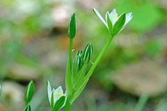 Ornithogalum umbellatum