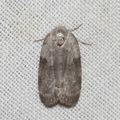 Polygrammate cadburyi