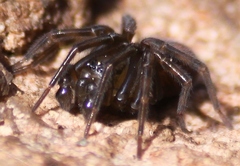 Callobius bennetti