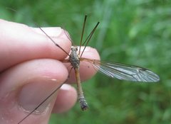Tipula flavolineata