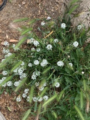 Lobularia maritima