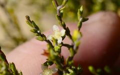 Lachnaea axillaris