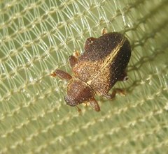 Lignyodes enucleator