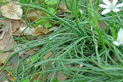 Ornithogalum umbellatum