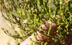 Lachnaea axillaris