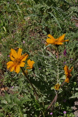Balsamorhiza macrolepis