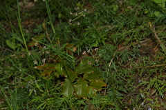 Lomatium geyeri