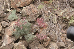 Lomatium tuberosum