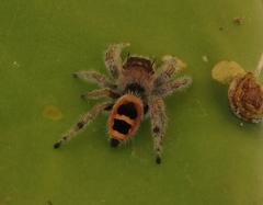 Phidippus pacosauritus