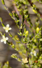 Lachnaea axillaris