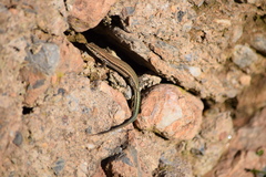 Podarcis hispanicus