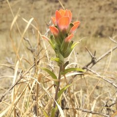 Castilleja nervata