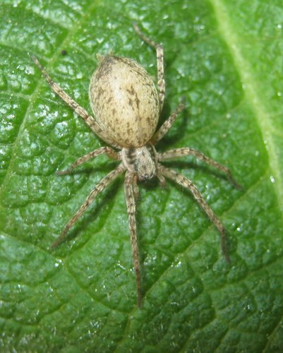 Anyphaena sabina