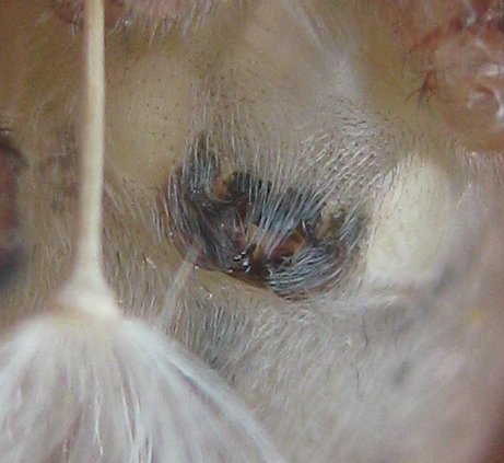 Anyphaena sabina