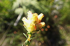 Penaea cneorum cneorum