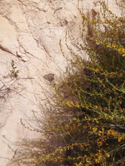 Linaria genistifolia