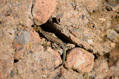 Podarcis hispanicus