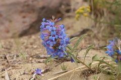 Penstemon acuminatus