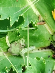 Evergestis forficalis