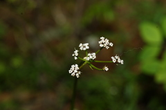 Lomatium geyeri