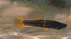 Lerma Livebearer photo 3