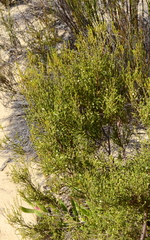 Lachnaea axillaris