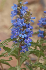 Penstemon acuminatus
