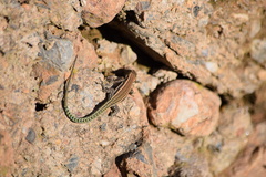 Podarcis hispanicus