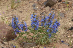 Penstemon acuminatus