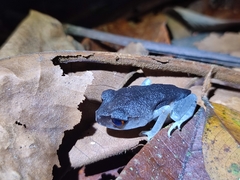 Leptobrachium hendricksoni