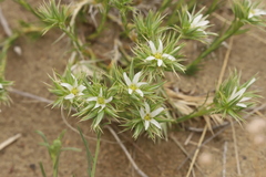 Eremogone franklinii