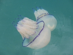 Rhizostoma pulmo