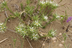 Eremogone franklinii
