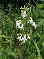 Penstemon