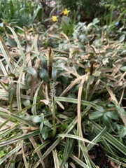 Carex morrowii
