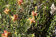 Penaea cneorum cneorum