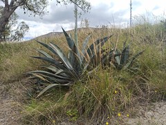 Agave cordillerensis