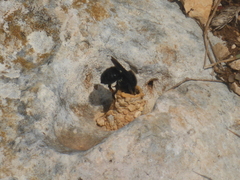 Megachile parietina