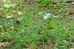 Ornithogalum umbellatum